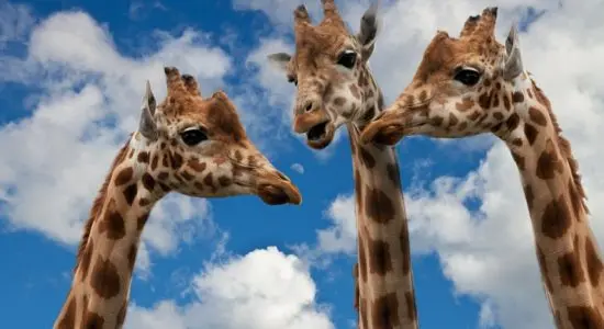 giraffes-627031_1920-550x300
